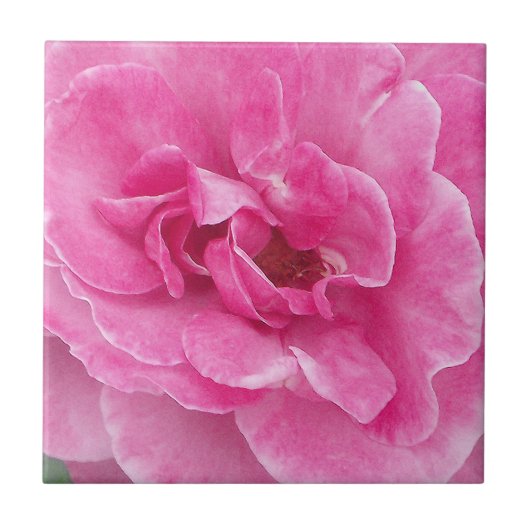 Roos van roze tuin tegeltje (Voorkant)