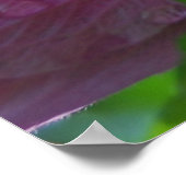 Roos van Sharon-bloemen Poster (Hoek)