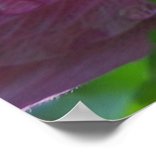 Roos van Sharon-bloemen Poster (Hoek)