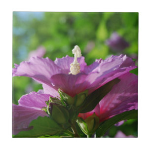 Roos van Sharon-bloemen Tegeltje
