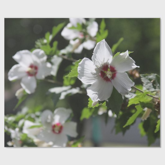 Roos van Sharon Cadeaupapier (Vlak)