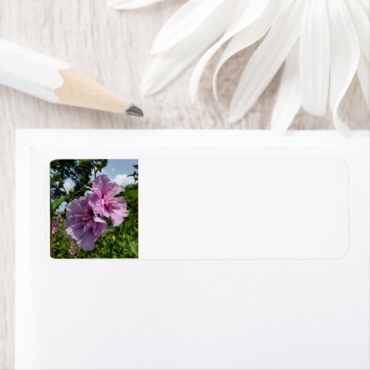 Roos van Sharon Etiket (Insitu)