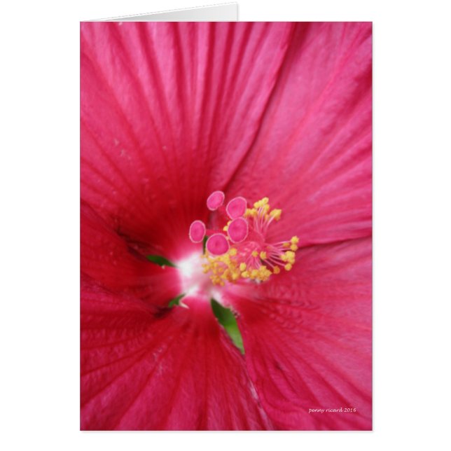 Roos van Sharon Flowering Struik (Voorkant)