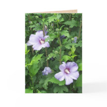 Roos van Sharon Hibiscus Flowers