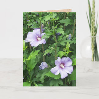 Roos van Sharon Hibiscus Flowers Kaart
