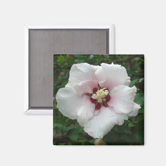 Roos van Sharon magneet (Voorkant / Achterkant)