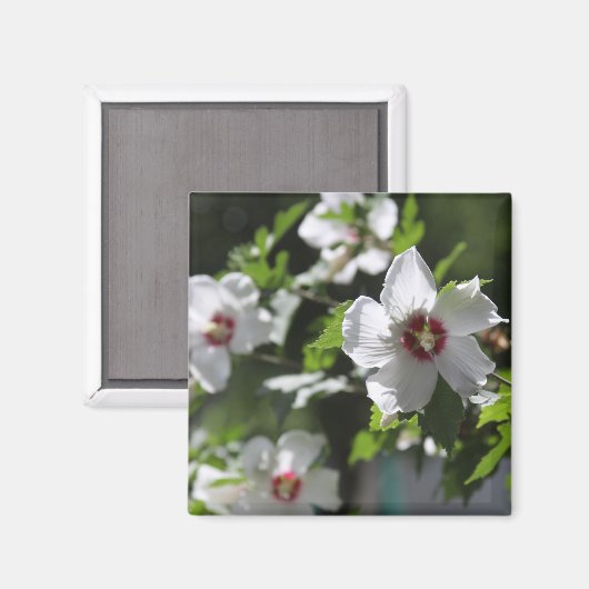 Roos van Sharon Magnet (Voorkant / Achterkant)