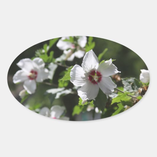 Roos van Sharon Ovale Sticker (Voorkant)