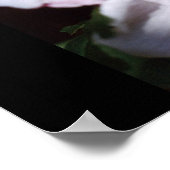 roos van sharon poster (Hoek)