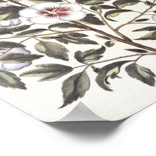 Roos van Sharon Poster (Hoek)