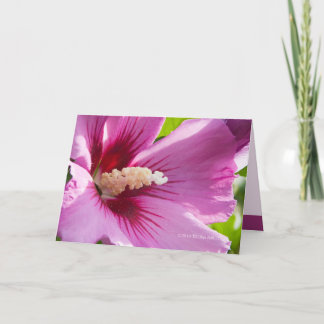 Roos van Sharron Kaart