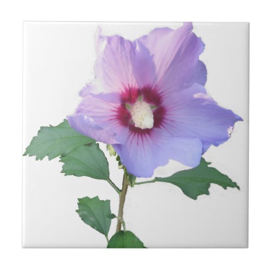 Roos van Sharron Tegeltje (Voorkant)