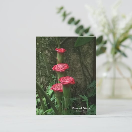Roos van Siam Briefkaart (Staand voorkant)