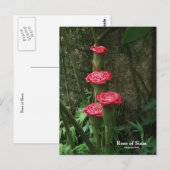 Roos van Siam Briefkaart (Voorkant / Achterkant)