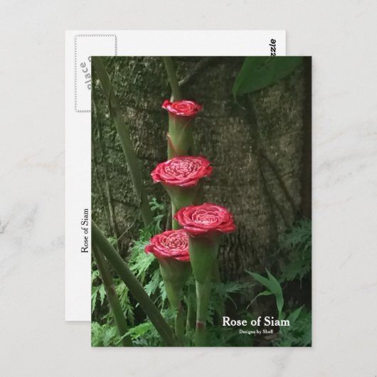 Roos van Siam Briefkaart (Voorkant / Achterkant)