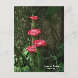 Roos van Siam Briefkaart
