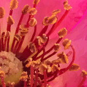 Roos van viltpen canvas afdruk