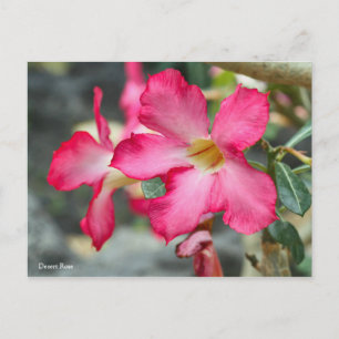 Roos van woestijn [Briefkaart] ポ ス カ ー ド ト Briefkaart
