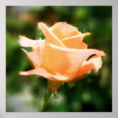  Roos ventilator Poster (Voorkant)