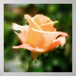 Roos ventilator Poster