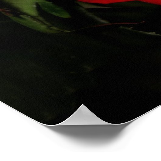 ROOS VERLIEPEN POSTER (Hoek)