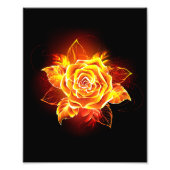 Roos voor bloei foto afdruk (Voorkant)