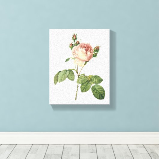 roos voor kool (Rosa centifolia) van Redouté Canvas Afdruk (Insitu (Houten vloer))