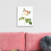 roos voor kool (Rosa centifolia) van Redouté Canvas Afdruk (Insitu (Woonkamer))