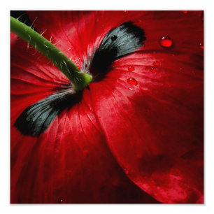 roos voor macroclose-up fotografie foto afdruk