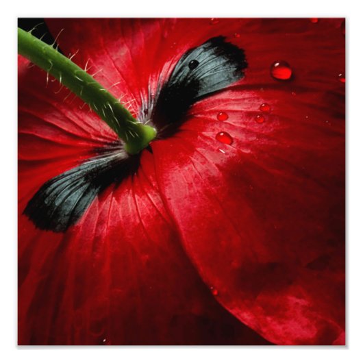 roos voor macroclose-up fotografie foto afdruk (Voorkant)