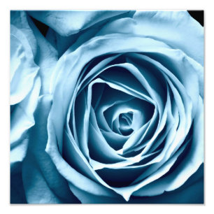 roos voor macroclose-up fotografie foto afdruk