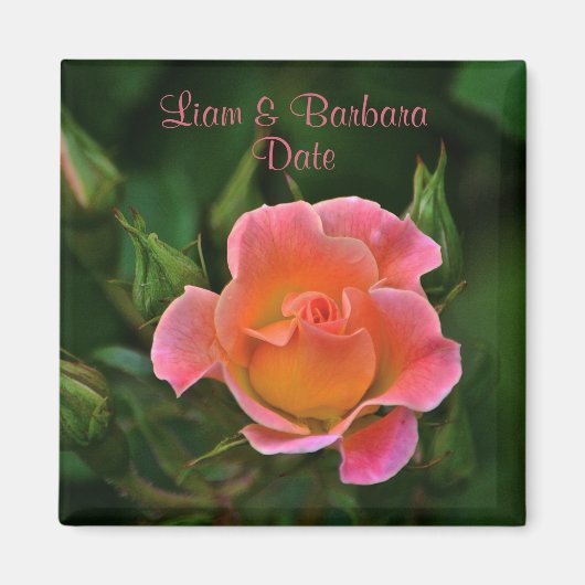 Roos voor perachy Pink Wedding Magneet (Voorkant)