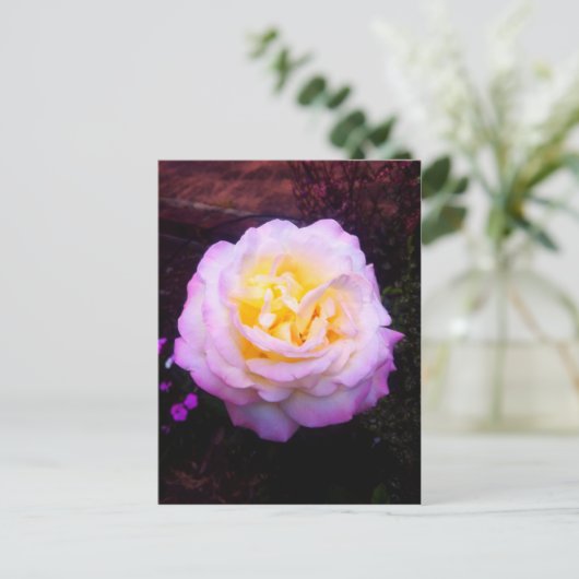 roos "Vrede" Briefkaart (Staand voorkant)