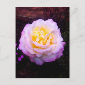 roos "Vrede" Briefkaart