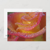 Roos Water Briefkaart (Voorkant / Achterkant)