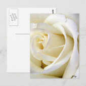 Roos White Briefkaart (Voorkant / Achterkant)