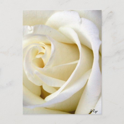 Roos White Briefkaart (Voorkant)