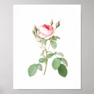 Roos Wit en Roze Tuin Poster