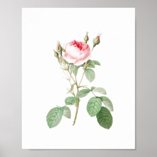 Roos Wit en Roze Tuin Poster (Voorkant)