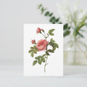 roos zonder doorsnee (Rosa inermis) van Redouté Briefkaart (Staand voorkant)