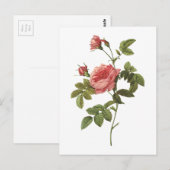 roos zonder doorsnee (Rosa inermis) van Redouté Briefkaart (Voorkant / Achterkant)