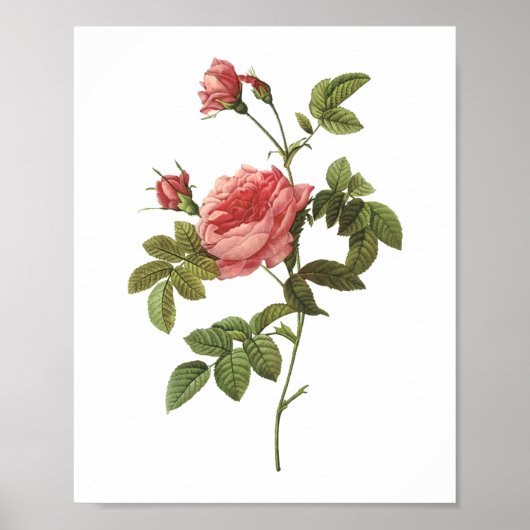roos zonder doorsnee (Rosa inermis) van Redouté Poster (Voorkant)