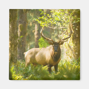 Roosevelt-eland   Olympic National Park, Washingto Magneet