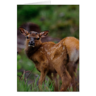 Roosevelt Elk Calf 1