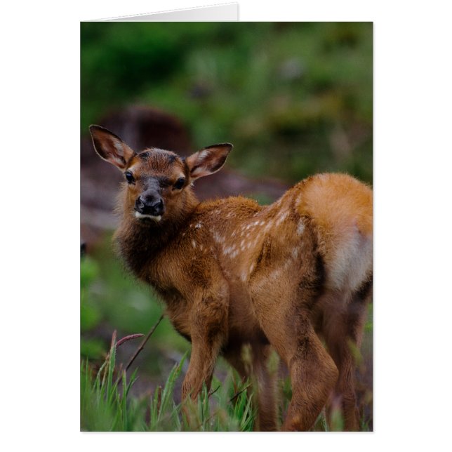 Roosevelt Elk Calf 1 (Voorkant)