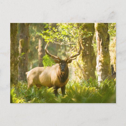 Roosevelt Elk | Nationaal park van de Olympische S Briefkaart (Voorkant)