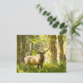 Roosevelt Elk | Nationaal park van de Olympische S Briefkaart (Staand voorkant)