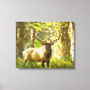 Roosevelt Elk   Nationaal park van de Olympische S Canvas Afdruk