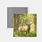 Roosevelt Elk | Nationaal park van de Olympische S Magneet (Voorkant / Achterkant)