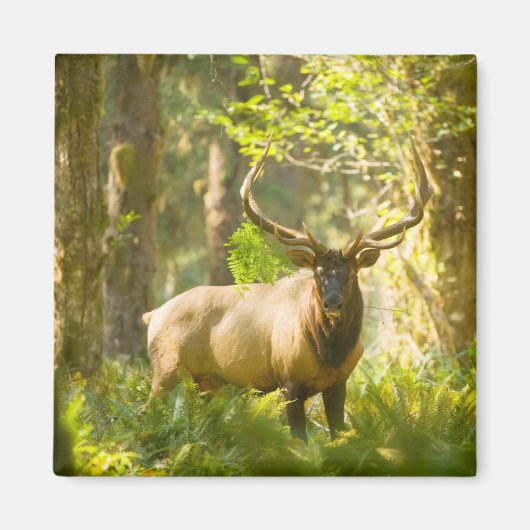 Roosevelt Elk | Nationaal park van de Olympische S Magneet (Voorkant)